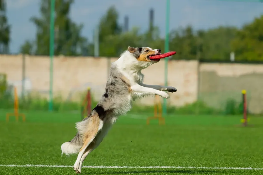 Puppy Training