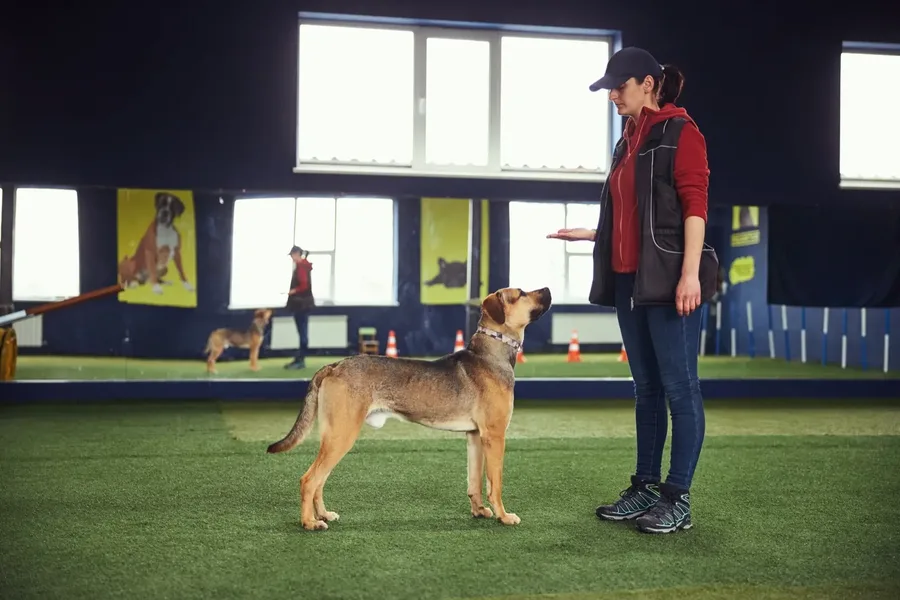 Good Behaviour Class