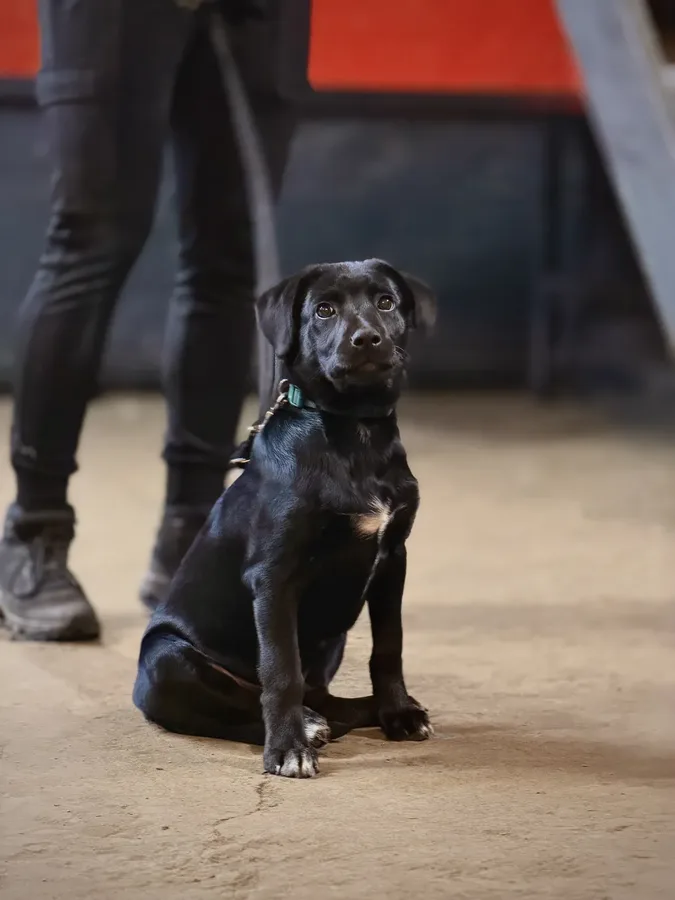 Life at Unleashed K9