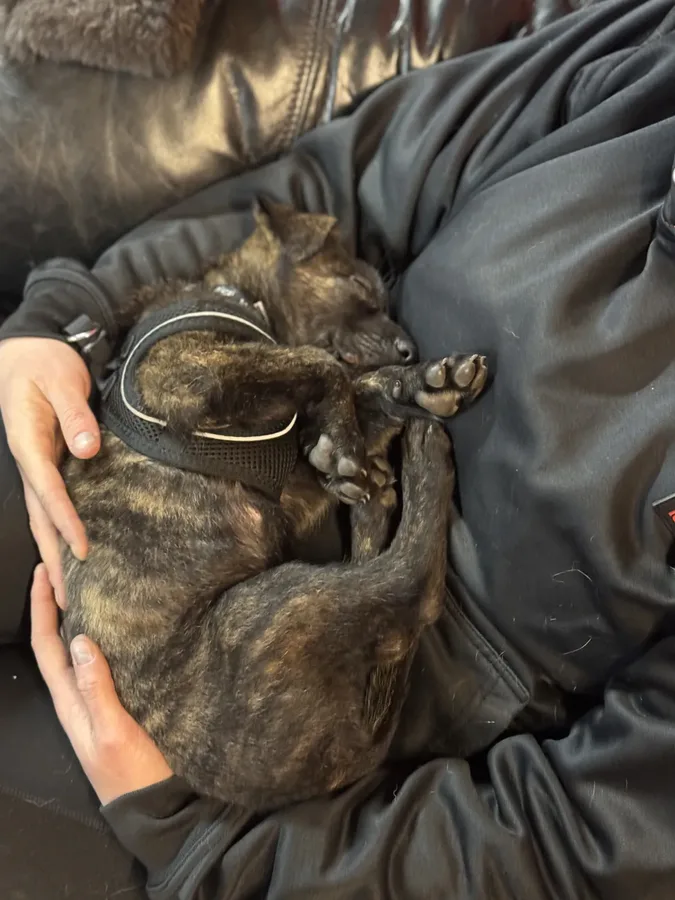 Life at Unleashed K9