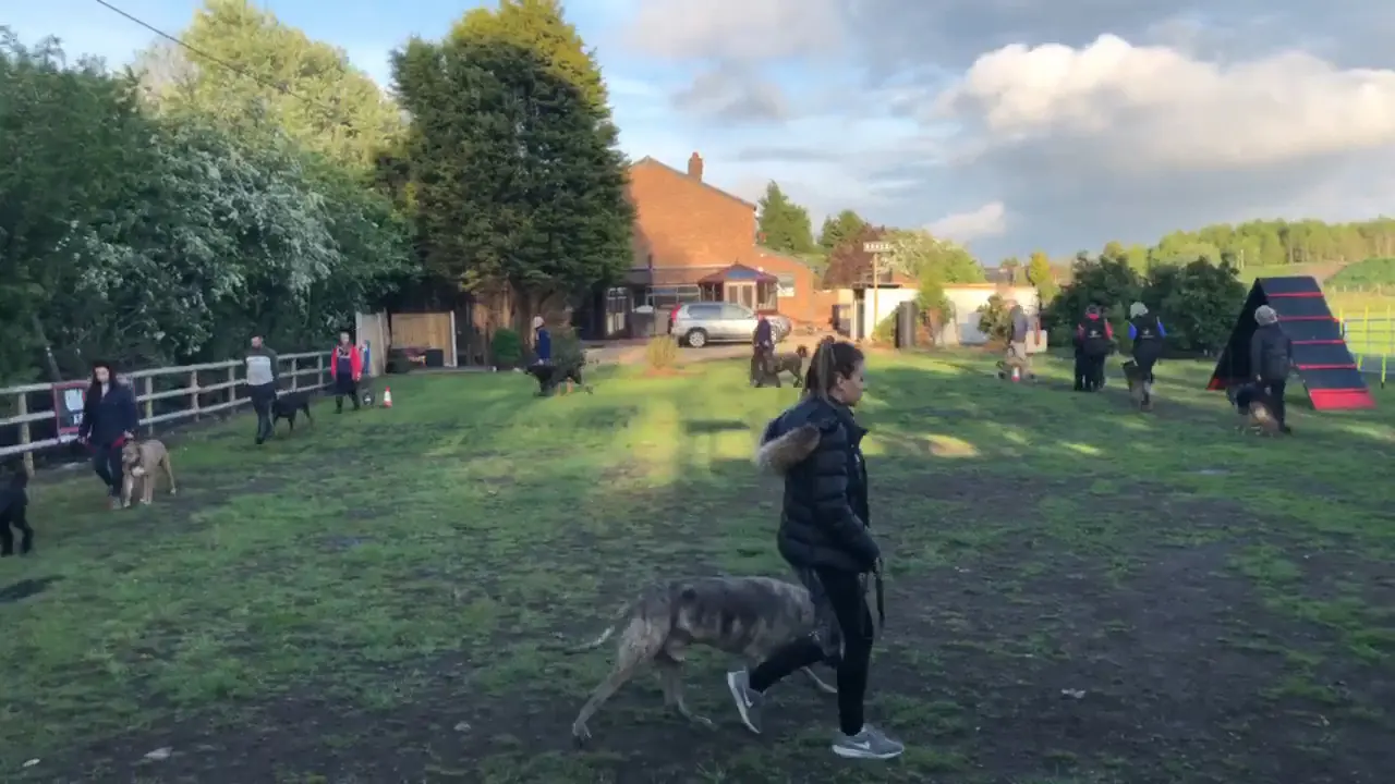 Reactive German Shepherd before training