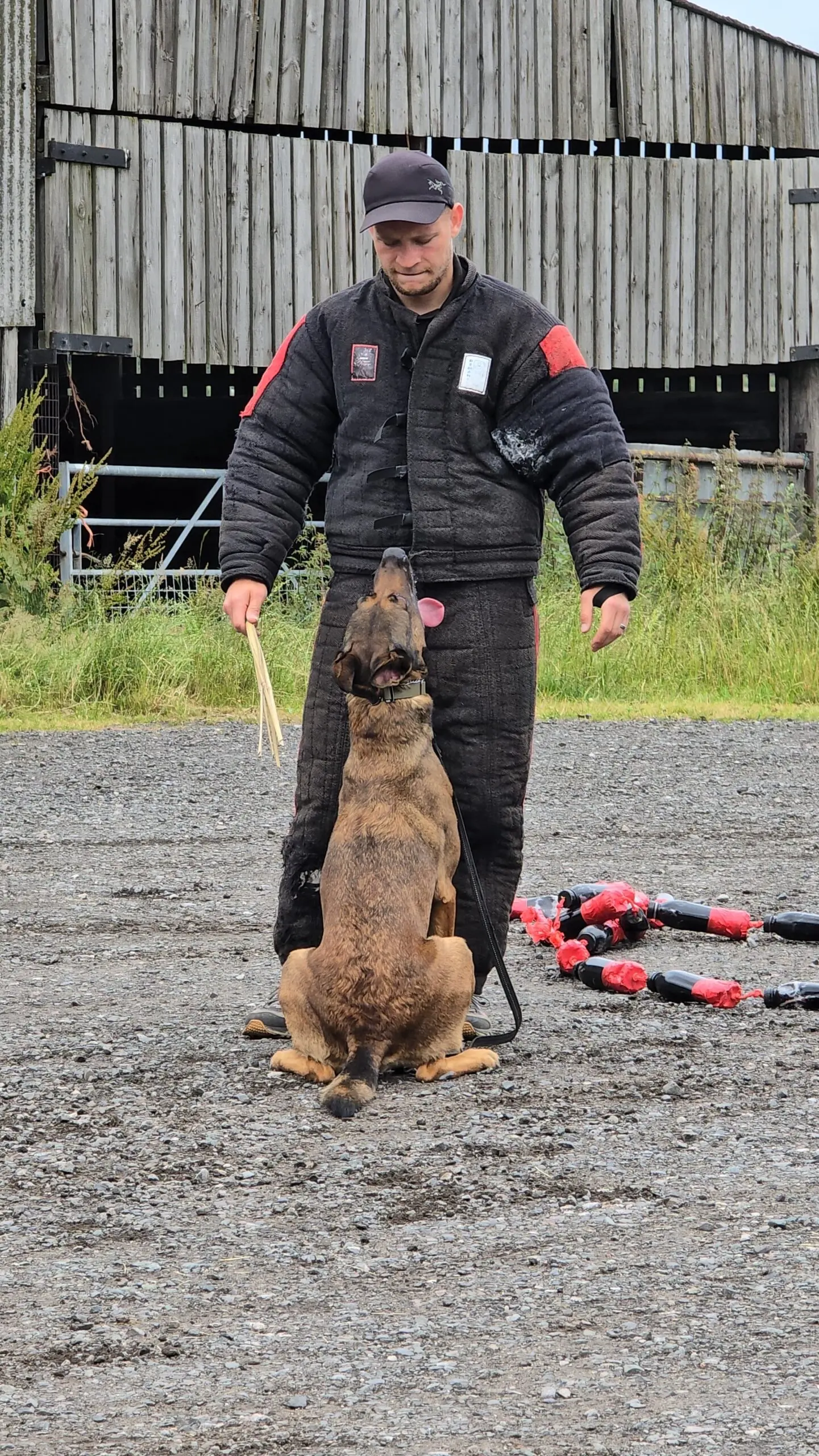 Trained Malinois after obedience