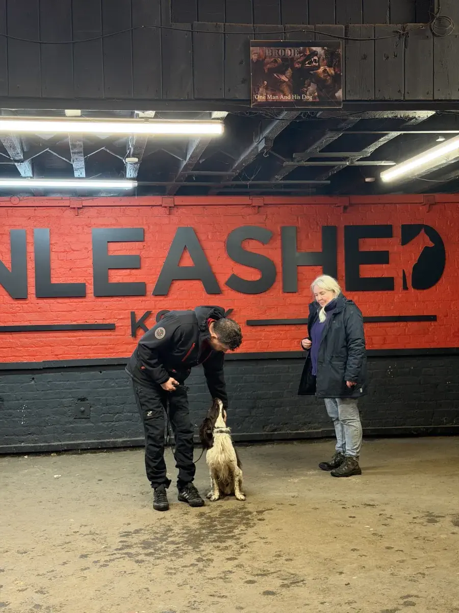Calm one-to-one session for anxiety work at Unleashed K9