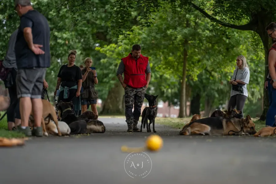 Lead walking training during pack walk at Unleashed K9