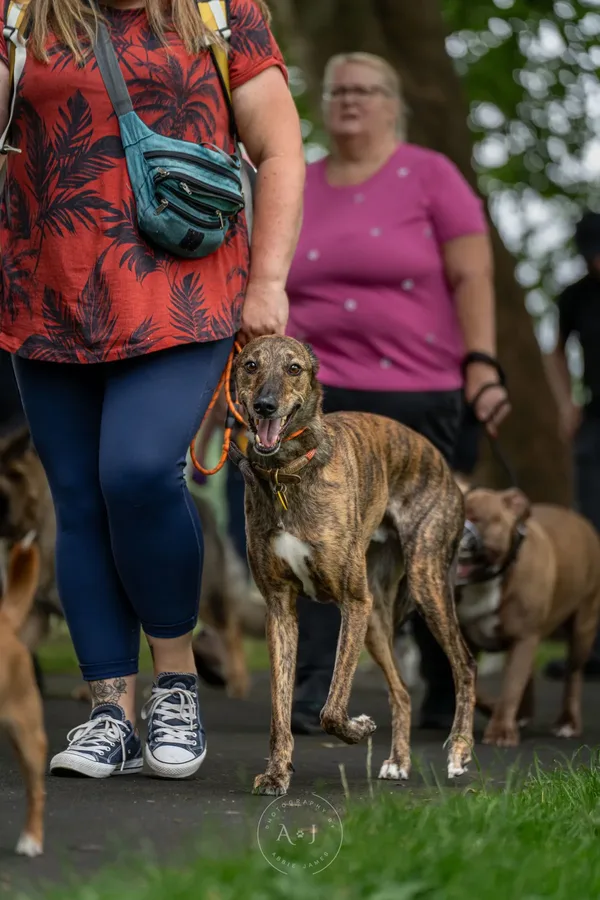 Professional lead work during structured walk