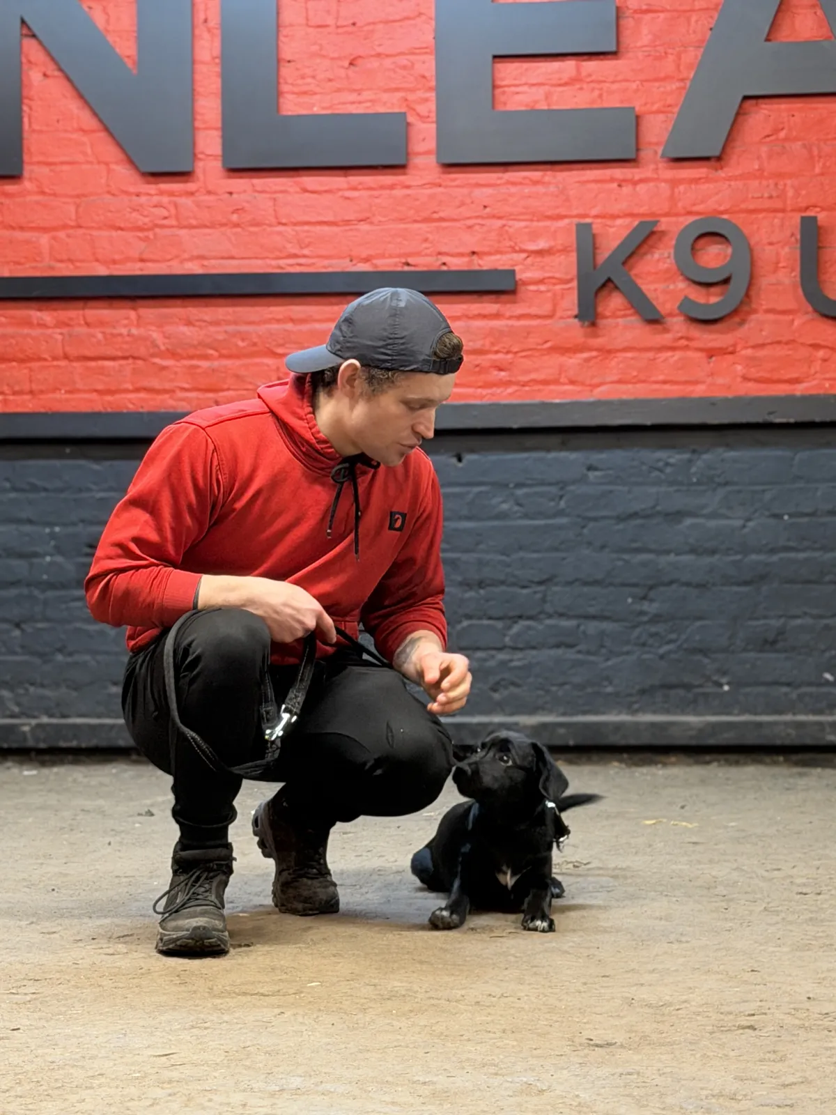 Dog focused during scent detection exercise