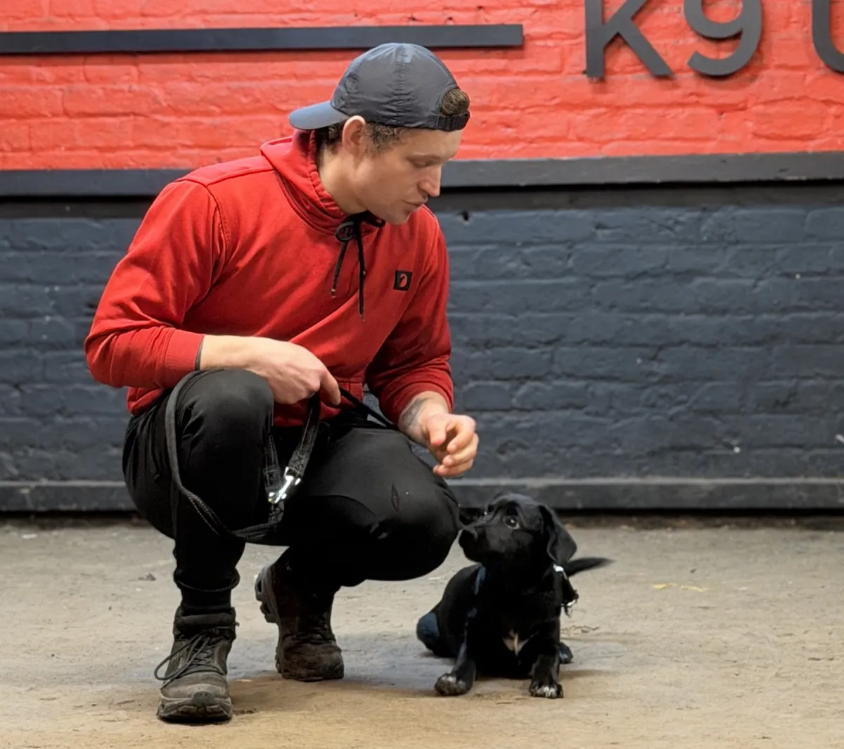 Puppy training at Unleashed K9