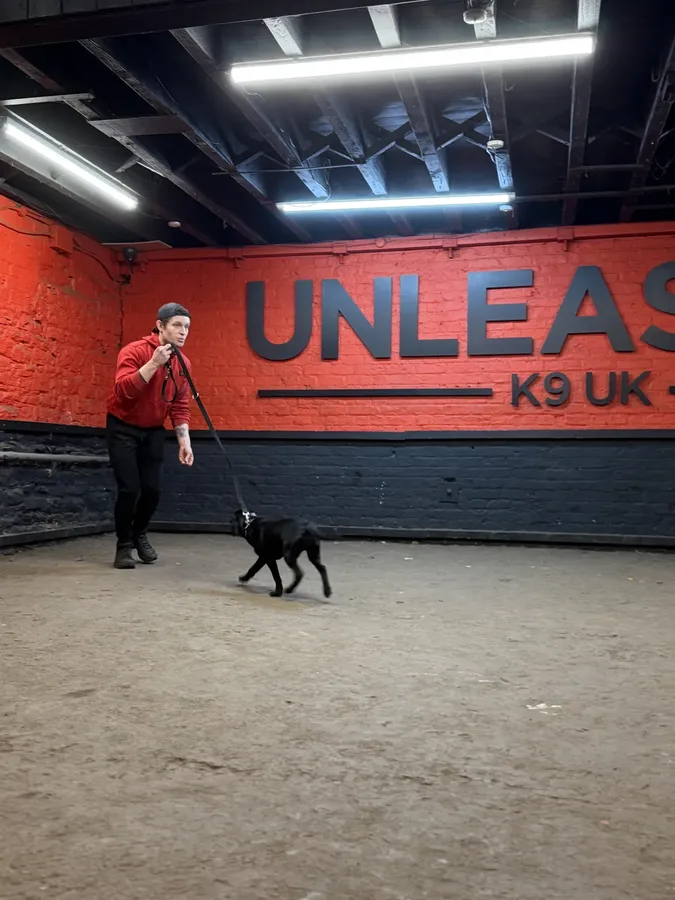 Puppy recall training at Unleashed K9 facility